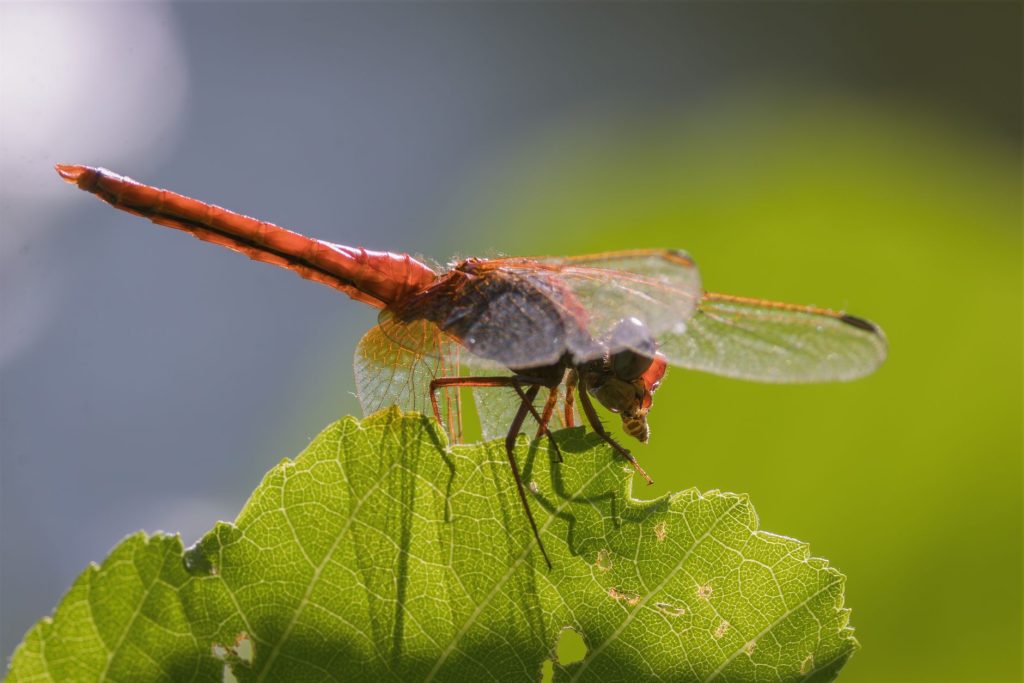 Dragonfly Titan test: The Worst Proven Challenges Ahead