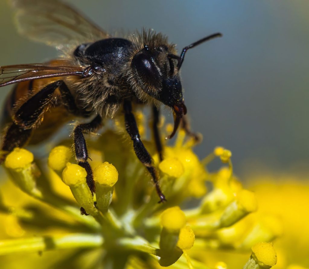 Honey Bee Stingers: Proven Insights on Venom Pumping