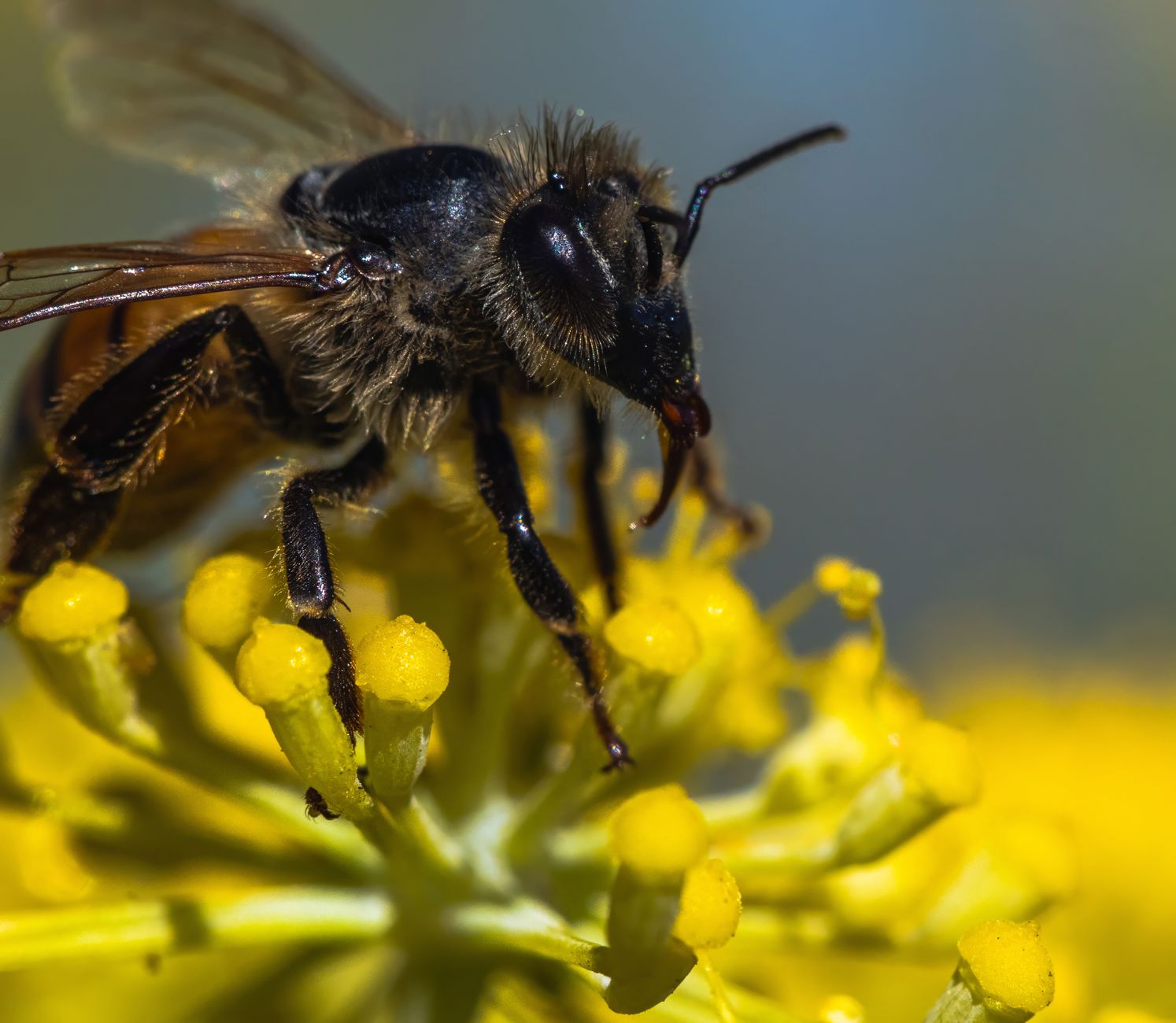 honey bee stingers